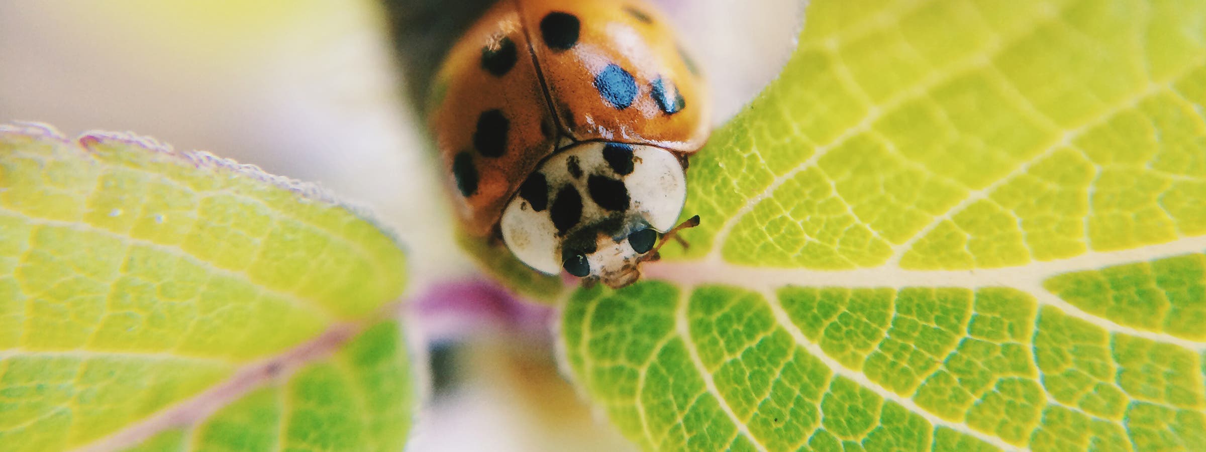 8 Tips for Using an iPhone Macro Lens | iPhoneLife.com